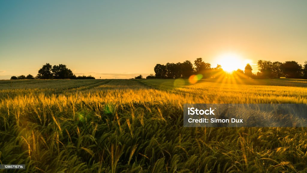 AGRI FARM