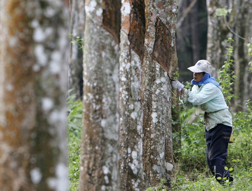 Rubber Smallholders