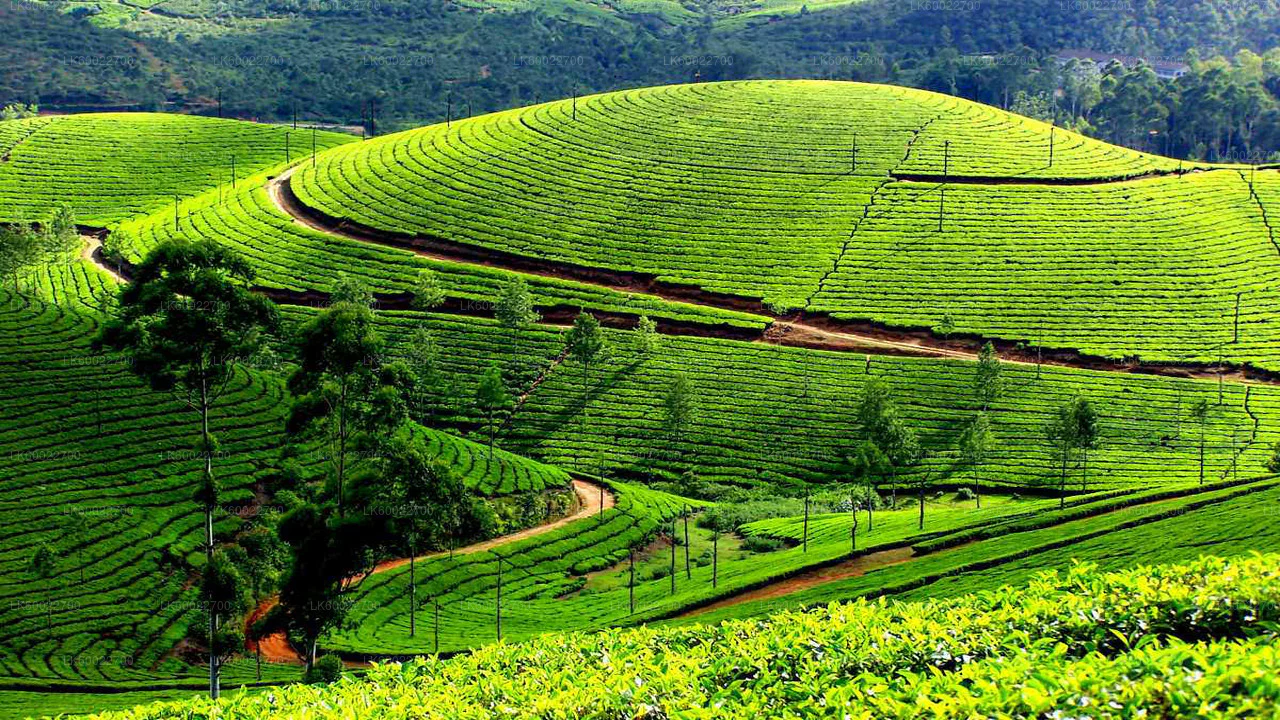 Looking for a Tea estate