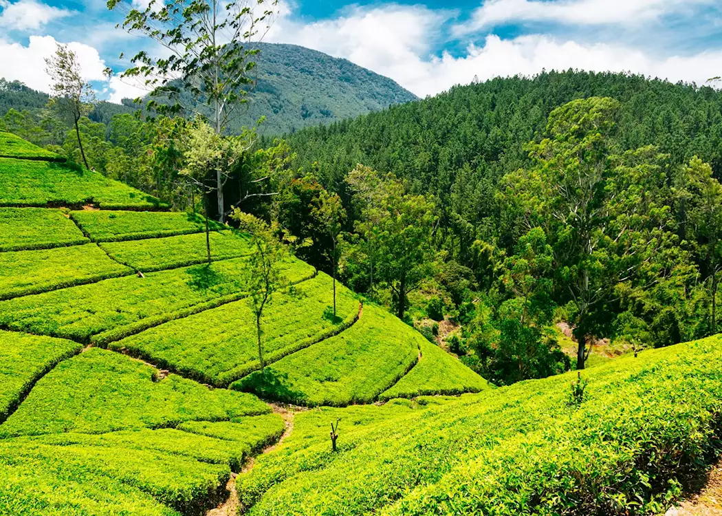 Tea estate for rent !