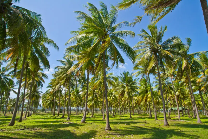 Coconut plantation for sale