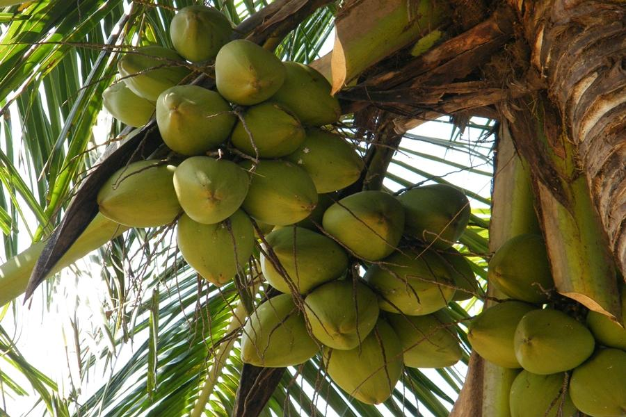 Coconut plantation for rent